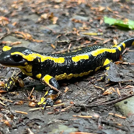 Chalet De Goudvink *