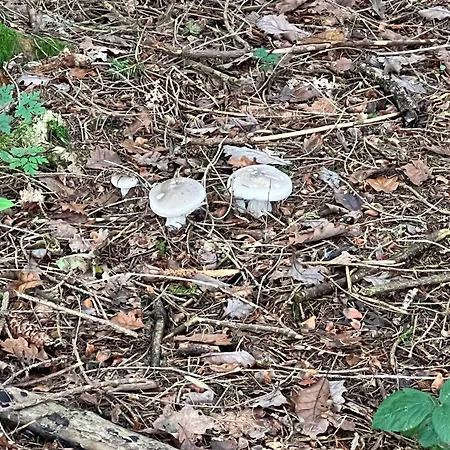 Chalet De Goudvink Les Flachis