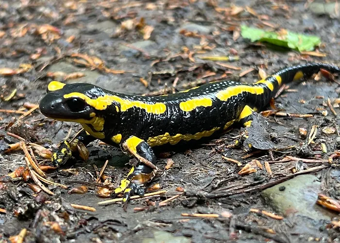 Chalet De Goudvink *