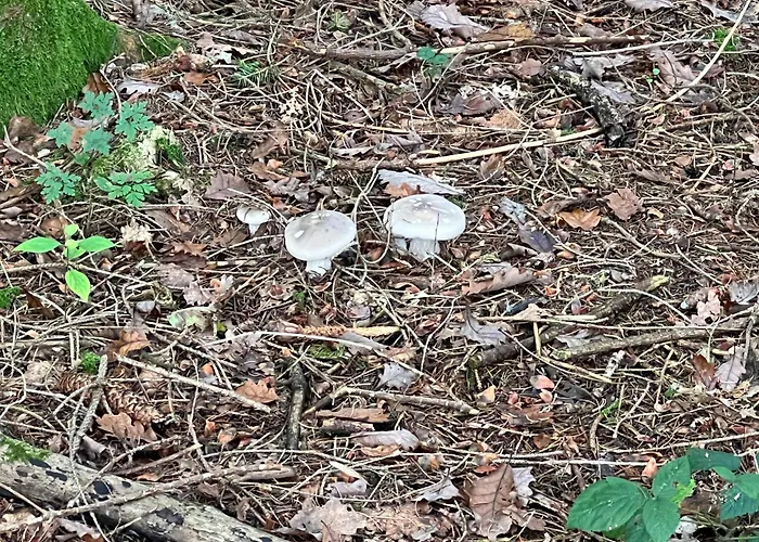 Chalet De Goudvink Les Flachis